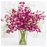 Pure Affection Orchids